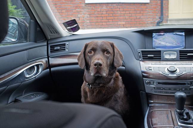 As per Rule 57 of the Highway Code, pets must be 'suitably restrained' while travelling in the car. Credit: Alamy