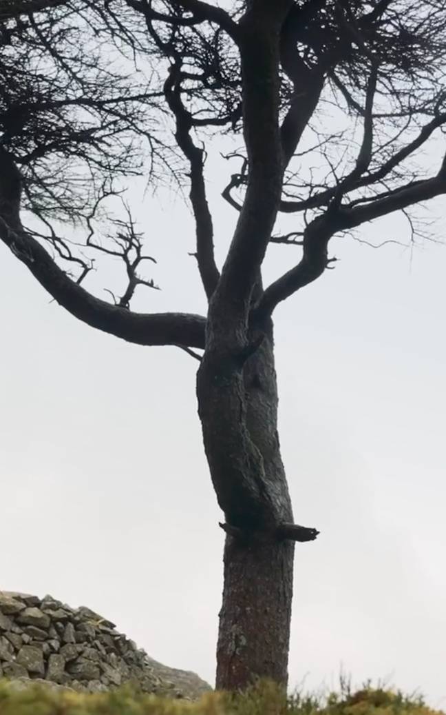 He came to a big tree and decided to turn back. Credit: TikTok/@drivetrb