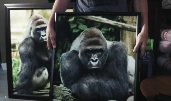 We also hear from Jeff McCurry, who took the viral photo of Harambe. Credit: Harambe movie