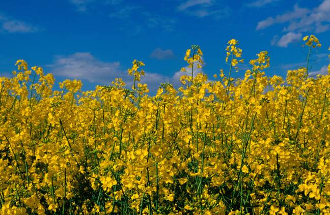 Hay fever sufferers know how difficult going outside during the summer months can be. Credit: Steve Hawkins Photography / Alamy