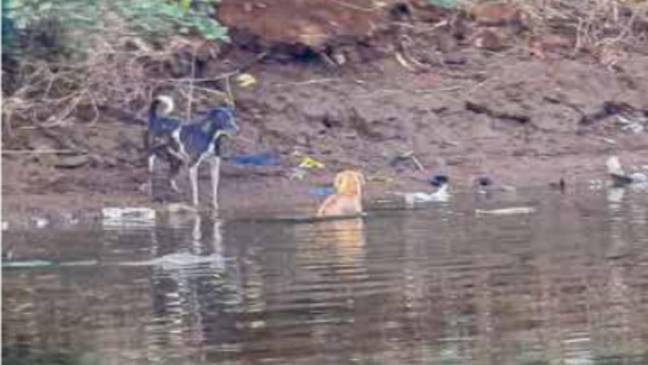 Researchers have said the footage could show ‘empathy’ from the crocodiles. Credit: Utkarsha Chavan