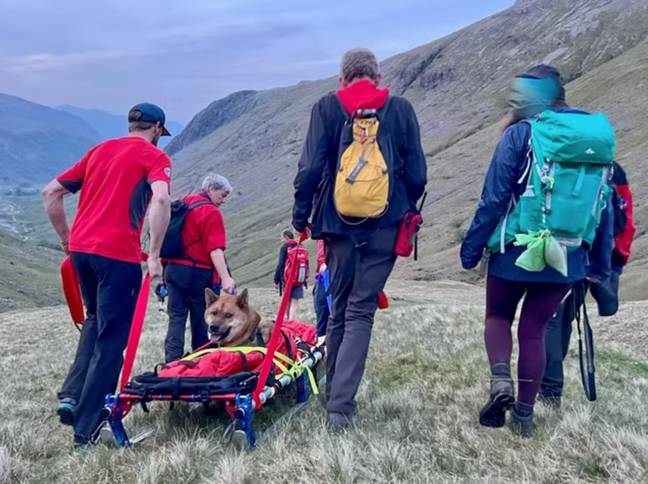 Rocky had cuts on his paws and couldn't walk down himself. Credit: Keswick Mountain Rescue Team