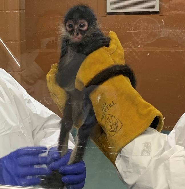 The endangered spider monkey was rescued and sent to an animal shelter. Credit: US Immigration and Customs Enforcement 