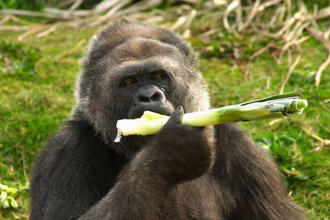 A female Western lowland gorilla at Bristol Zoo Gardens. Credit: Alamy