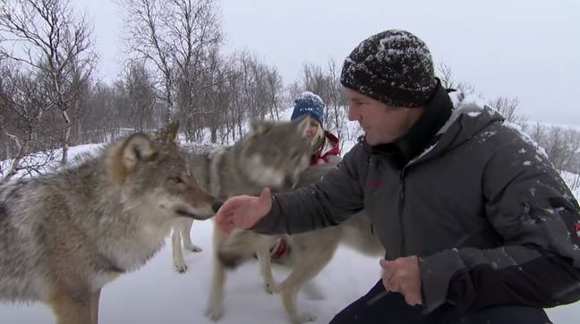 Backshall met the pack of wolves in Norway. Credit: BBC