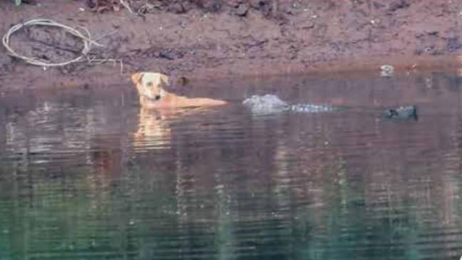 The crocodiles helped push the dog to safety. Credit: Utkarsha Chavan