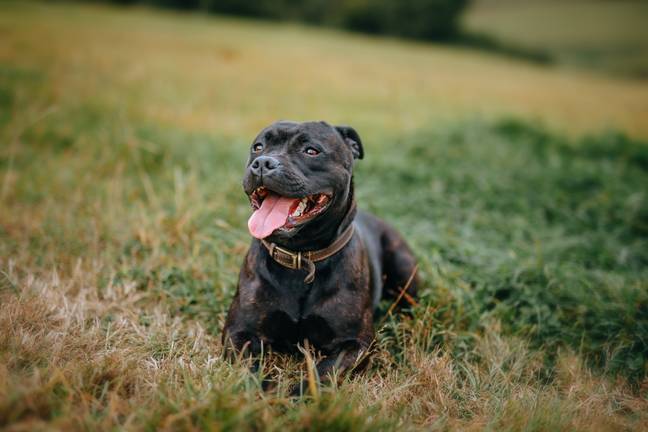 Staffordshire Bull Terriers are responsible for a large number of bites.