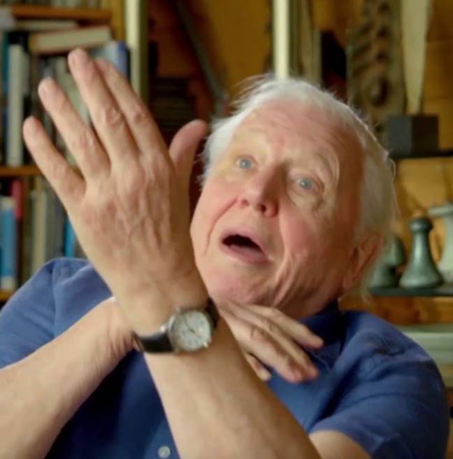 Sir David Attenborough has made an absolutely unbelievable discovery while filming for an upcoming BBC show. Credit: BBC