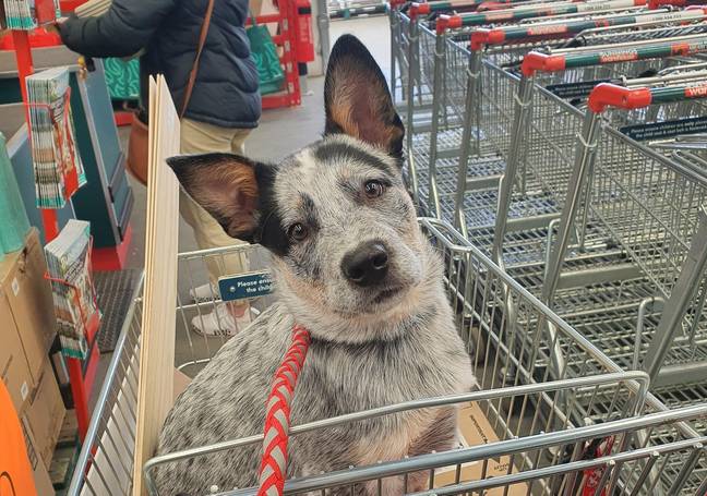 Barney’s first visit to Bunnings will melt your heart. Credit: anamackey/Reddit