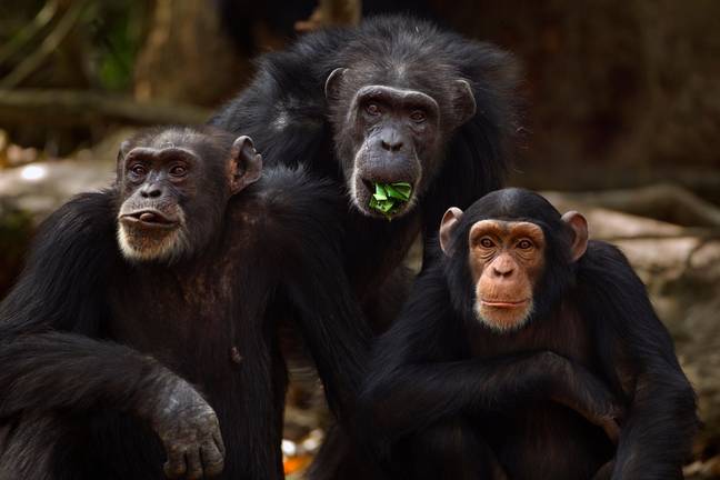 Yo (left), Fana (centre) and Joya (right) in 2011. Credit: Nature Picture Library / Alamy 