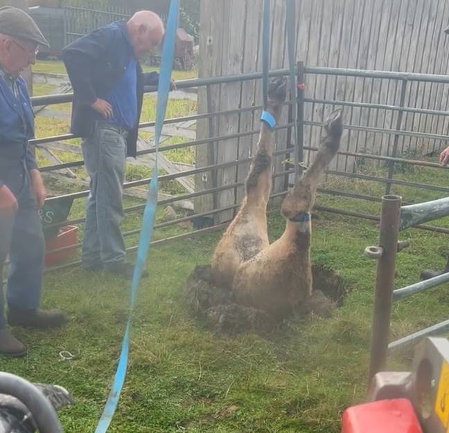 The cow was lifted to safety out of the sinkhole. Credit: Facebook/Witton Castle Country Park