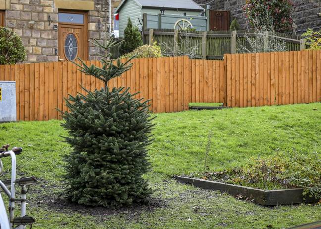 Local residents have complained about the size of their town's Christmas tree. Credit: SWNS