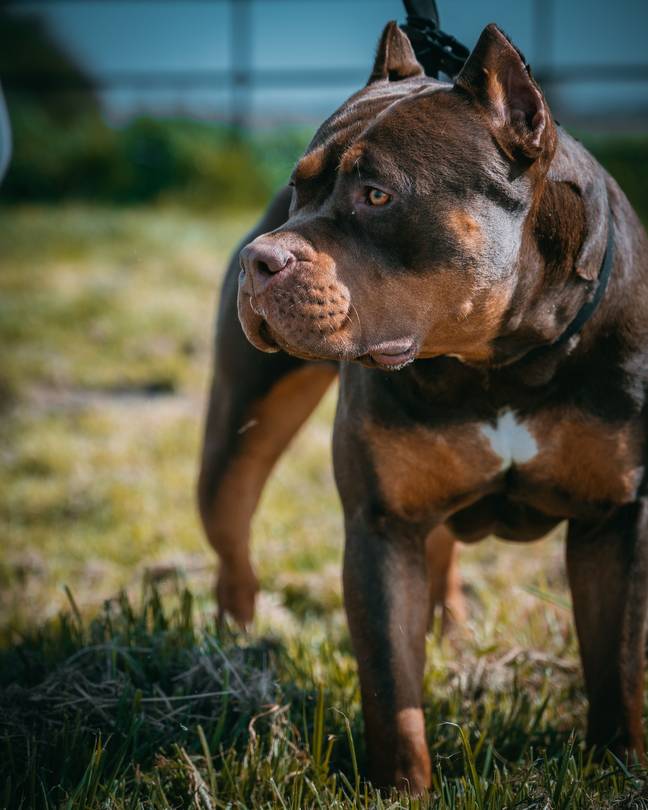 Sunak said the dog breed was 'a danger to our communities'. Credit: Wirestock / Getty Images