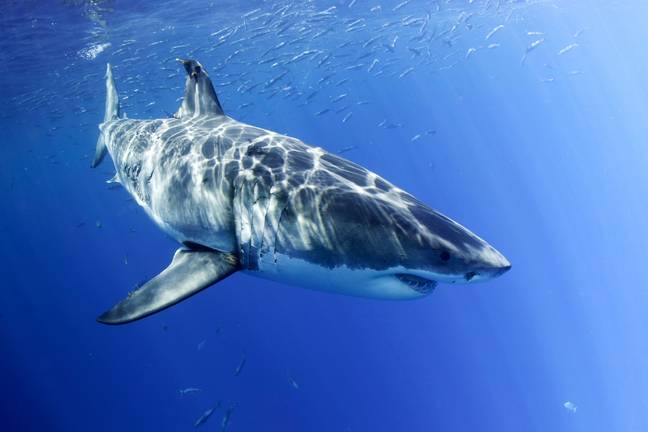 Authorities are attempting to capture sharks in the area. Credit: Alamy / WaterFrame 