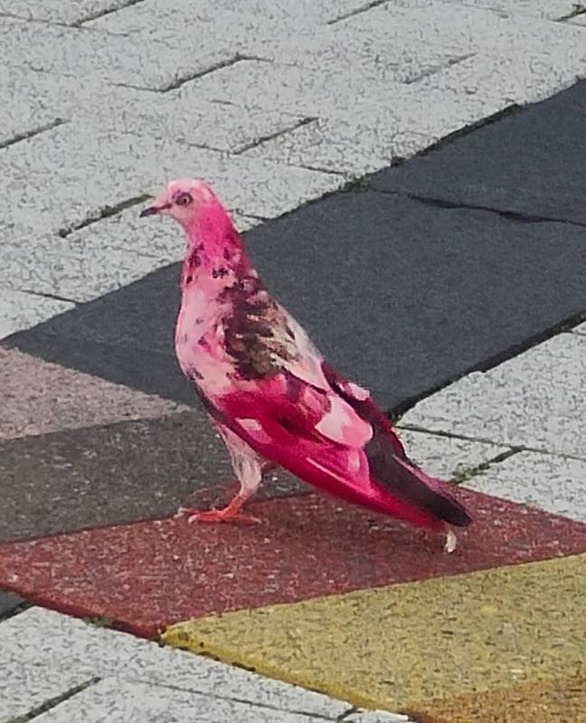 Multiple people have taken to social media with sightings of the pink bird. Credit: Facebook/ Emma Louise Isherwood