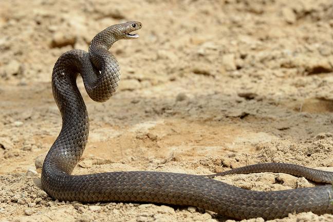 Eastern Brown Snakes are packed with a powerful venom that can kill. Credit: WILLIAM WEST/AFP via Getty Images