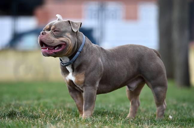 People are growing concerned about the XL Bully breed following a number of recent attacks. Credit: Getty Stock Image