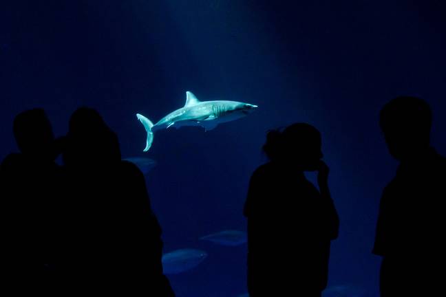 Monterey Bay Aquarium did manage to house a juvenile great white for six months. Credit: Anthony Pierce/Alamy Stock Photo