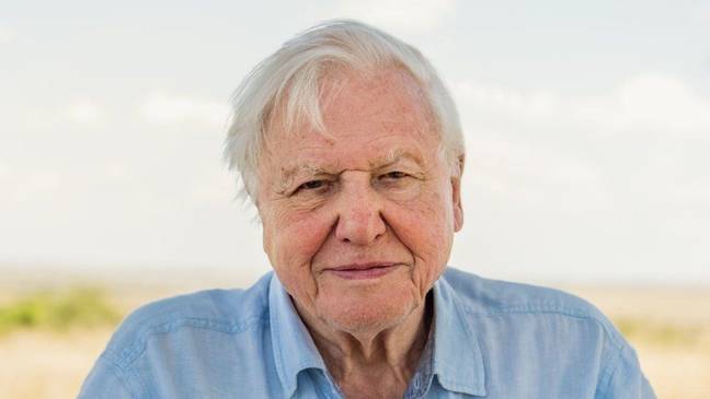 Attenborough's eyes 'absolutely lit up' over the find. Credit: BBC