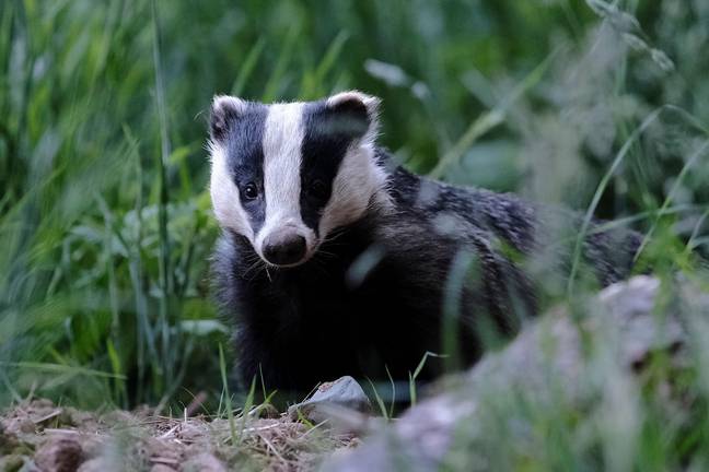 Clarkson has been accused of 'demonising badgers'. Credit: Rob Gray / Alamy Stock Photo