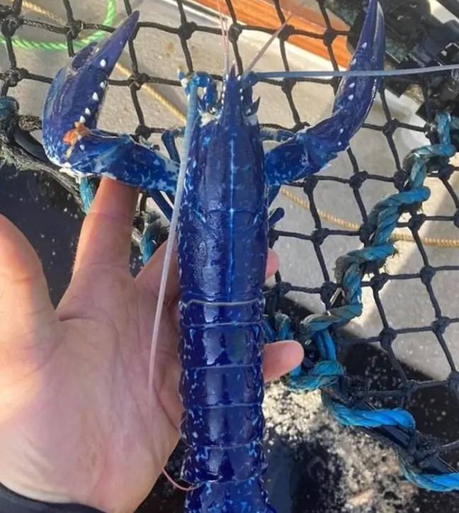 A Cornwall fisherman was also able to catch one of the rare blue lobsters last year.Credit: BNPS