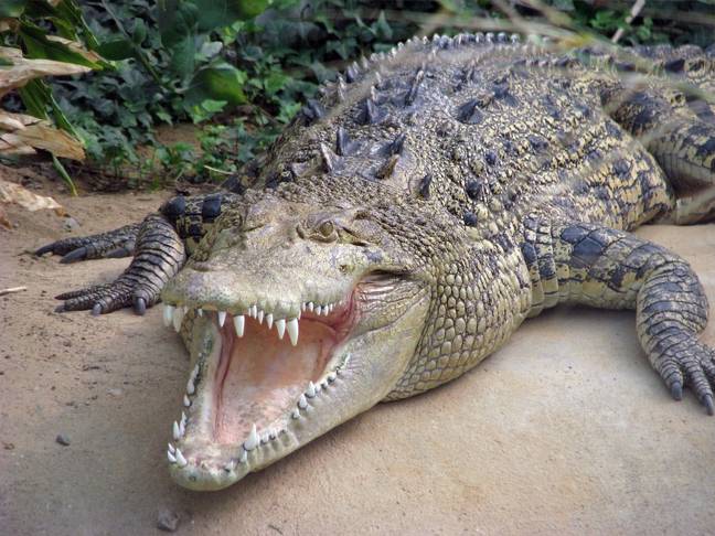 Saltwater crocs can reach a whopping seven metres in length. Credit: Shutterstock 
