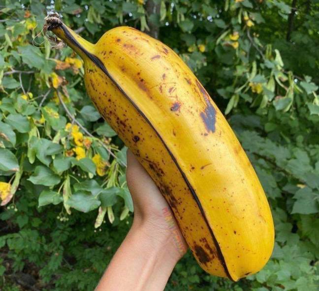 What would YOU do with the big banana? Credit: Twitter/@BornAKang