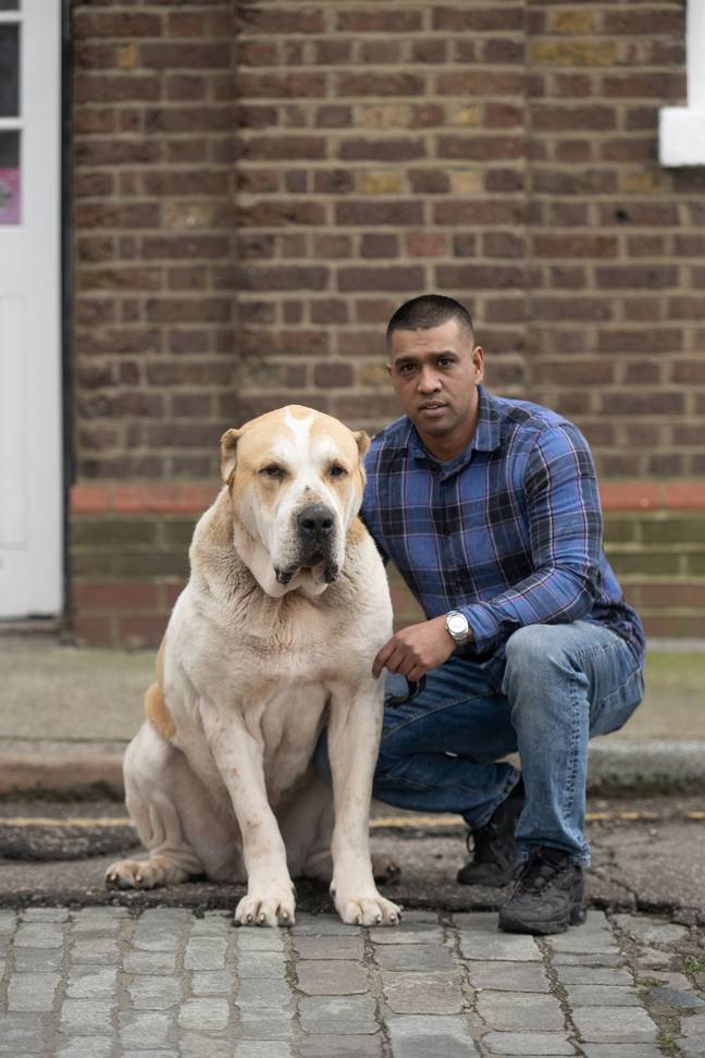 Jamal Miah and his dog Kenzo, a gigantic Central Asian Shepherd. Credit: SWNS