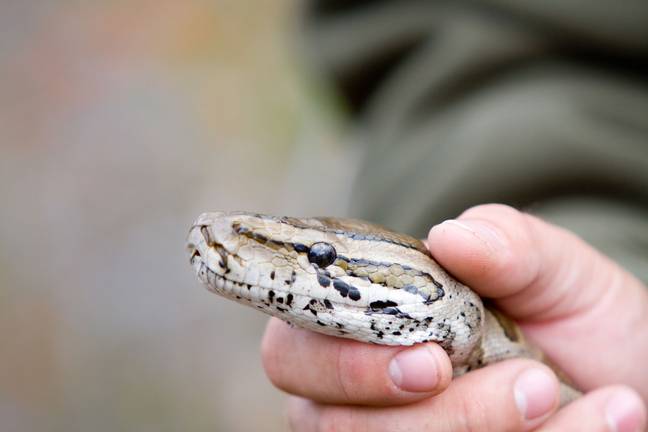 Reptile ownership has increased in the UK. Credit: Alamy