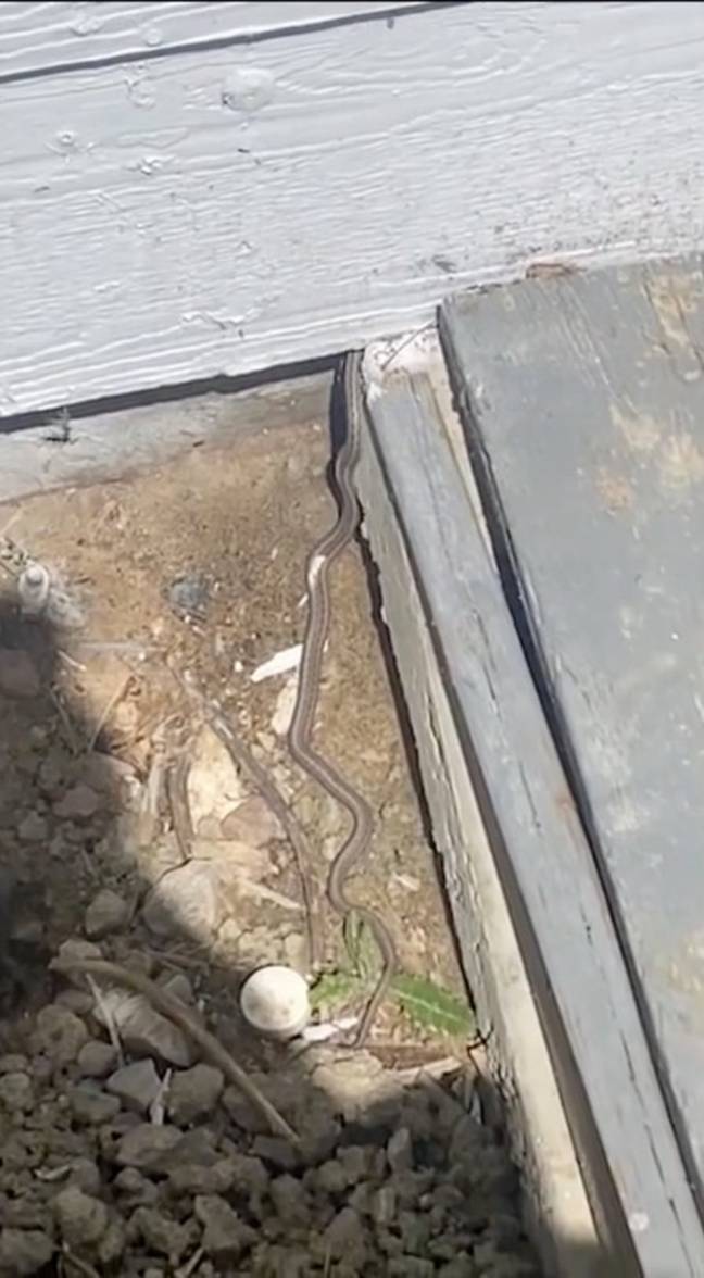 There could be a den of snakes beneath her garage. Credit: KMGH