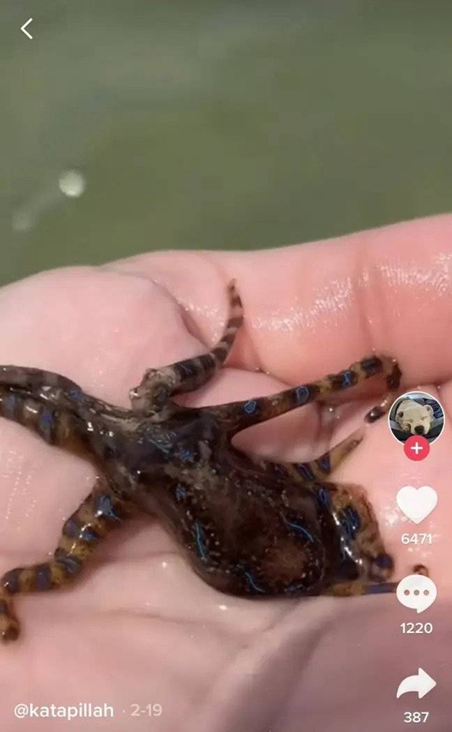 For how deadly it can be, the octopus is rather small. Credit: TikTok/katapillah