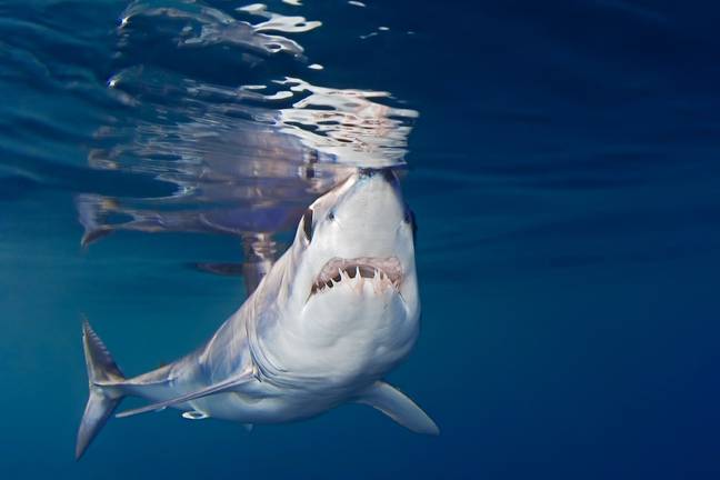 He was attacked by a mako shark. Credit: WaterFrame / Alamy Stock Photo