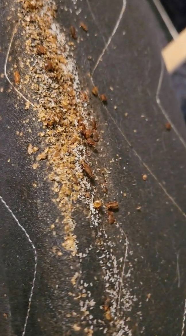 In case you wanted to see a close up of what bed bugs look like.