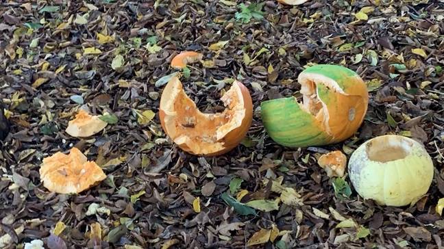 Pumpkin flesh is very dangerous to hedgehogs. Credit: Woodland Trust/ Twitter