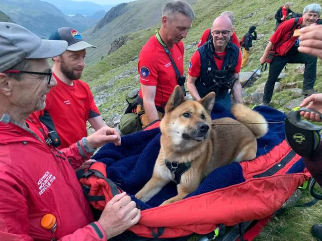 Rocky the Akita dog rescued from Scafell Pike. Credit: Keswick Mountain Rescue Team