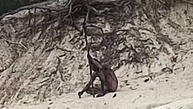 Two hikers took this picture of the supposed 'wolf man'. Credit: Bild