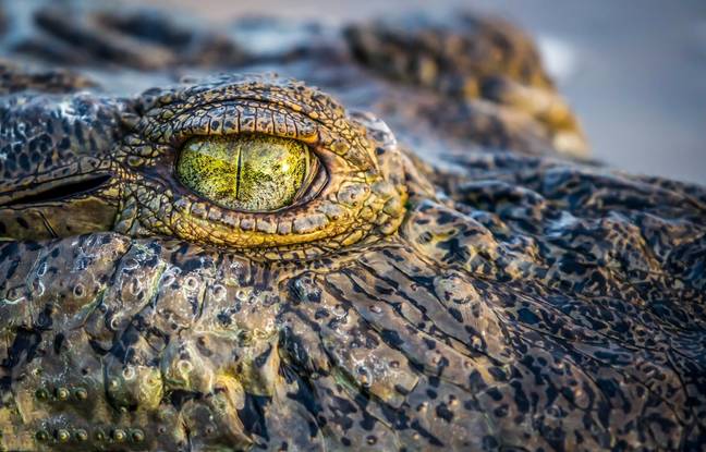 Sadly, the likelihood of crocodiles in the North Sea is almost impossible. Credit: Shutterstock