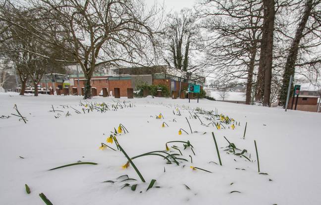 A 'Beast from the East' is on the way and it's bad news for the first blooming flowers of spring. Credit: Paul Williams/Alamy Live News