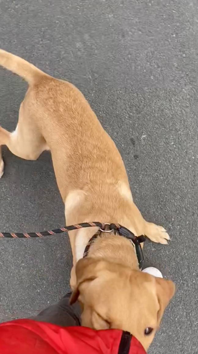 Moose has been trained to be a 'multi-purpose assistance dog'. Credit: TikTok/@moosethefoxred