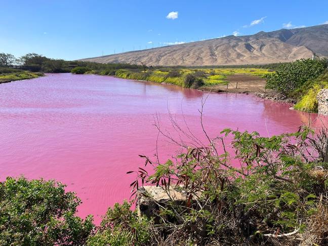 The pink pond is attracting a lot of eyeballs but not many swimmers as officials have declared it off limits. Credit: Twitter/ClintPHenderson