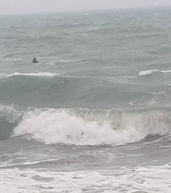 The fin was spotted near Gunwalloe. Credit: CornwallLive/BPM