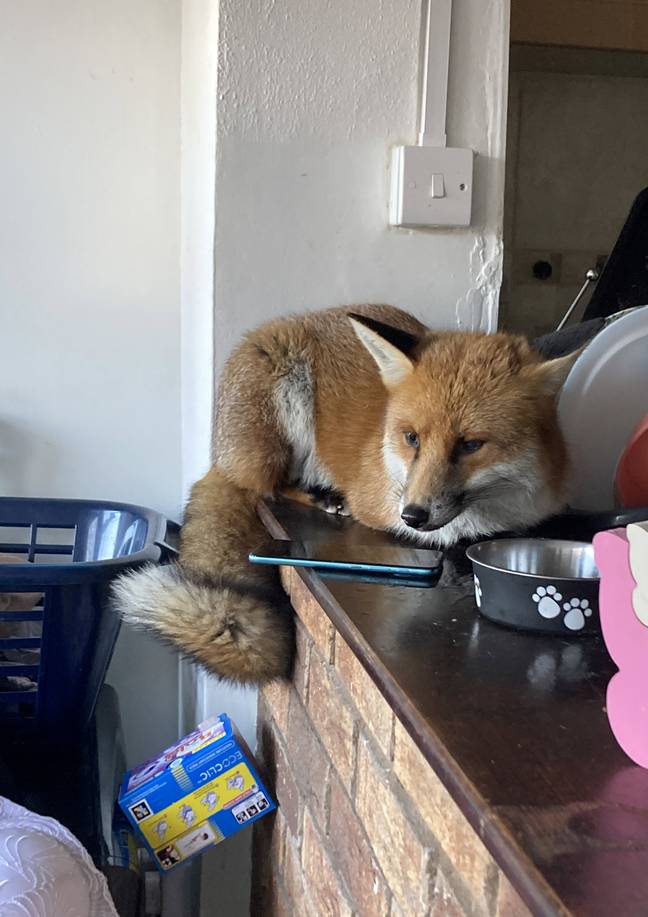 This fox made himself right at home. Credit: SWNS