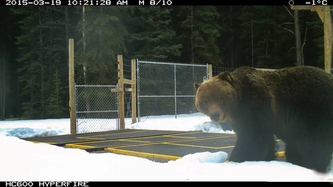 The Boss caught on camera back in 2015. Credit: Facebook/Banff National Park