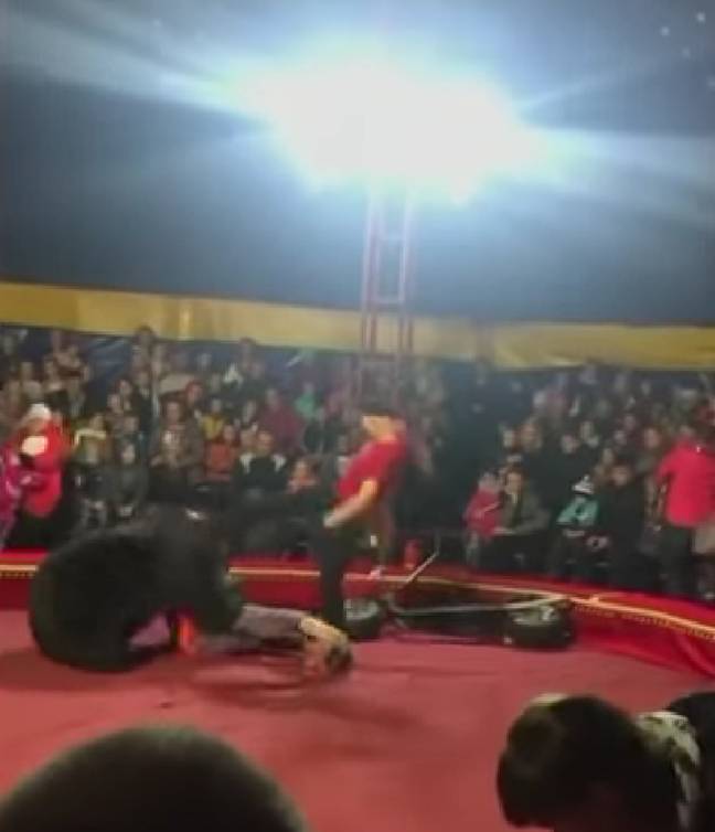 The bear attacked the trainer as they were performing their act to a large crowd. Credit: East2West