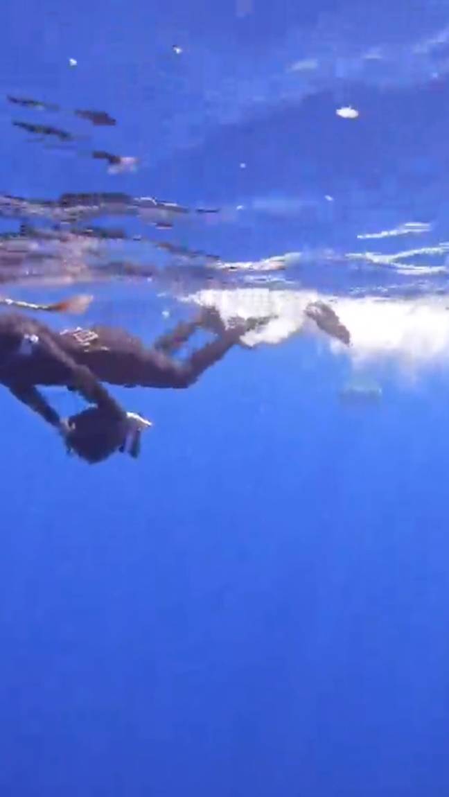 Expert shows why you should never swim away from a shark if you come ...