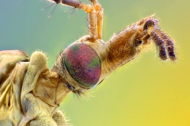 Spider expert explains the one thing you should always do when you see a  daddy long legs in your home