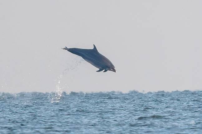 Some of the leaping dolphins made it as high as three metres out of the water. Credit: ANDREW COTTRELL / SWNS