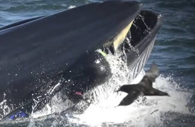 See that thing inside the whale's mouth? That's Rainer in the process of being swallowed whole. Credit: YouTube/Today