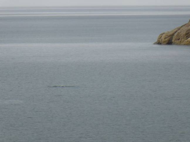 Experts believe it is most likely a dolphin. Credit: North Wales Live 
