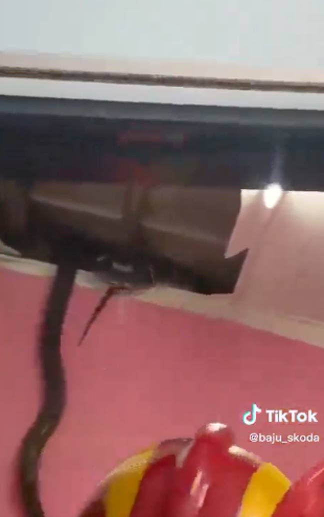 The viral snake video shared on TikTok is triggering viewers' Ophidiophobia. Credit: TikTok/@baju_skoda